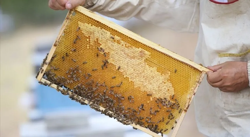 Türk balı, AB'nin RASSF sistemine takılmadı