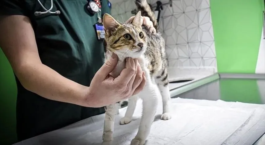 Virüsler daha çok hayvandan insana değil insandan hayvana bulaşıyor