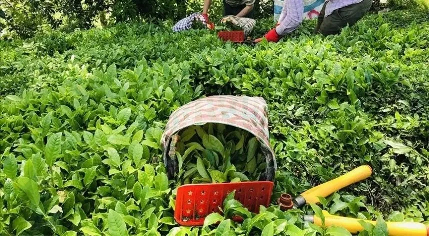 ÇAYKUR’dan son dakika destekleme açıklaması 