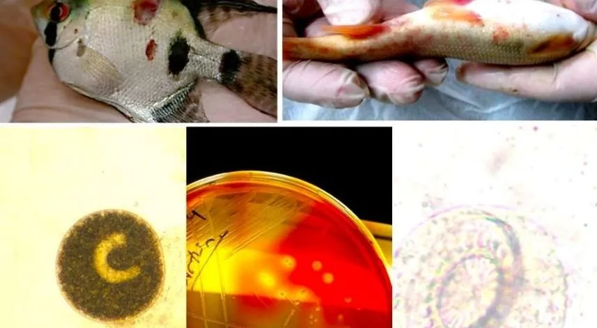 RTEÜ'lü akademisyenlerin Avrupa Birliği projesine destek