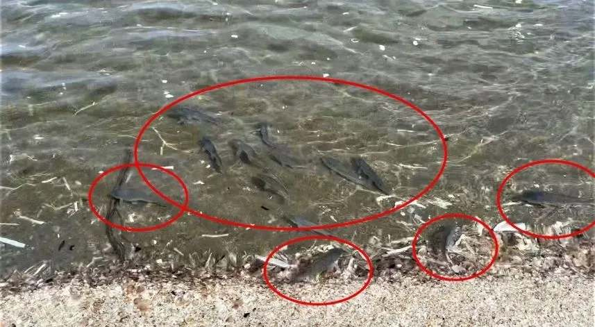 Binlerce İsrail sazanı Karadeniz kıyılarına vurdu