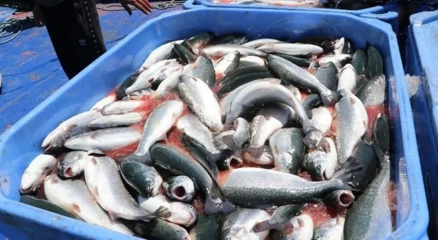 Karadeniz Somonu ihracatına 'Göl somonu' darbesi