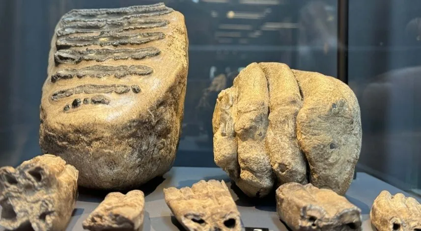 14 yıl önce tesadüfen bulunan mamut fosilleri sergilenmeye başlandı