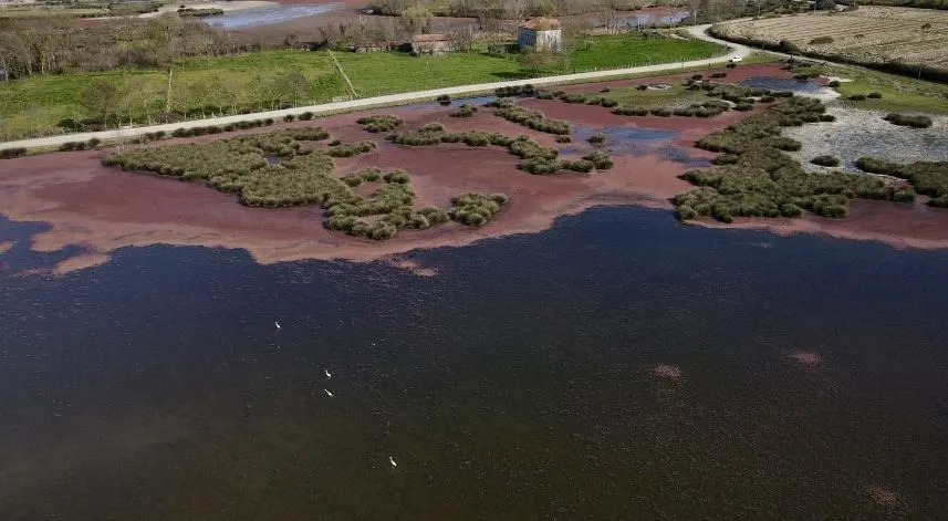 Kızıl eğrelti otları Kızılırmak Delta'sında su yüzeylerini kapladı