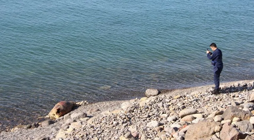 Bu inek 'Ferdinand' kadar şanslı olamadı