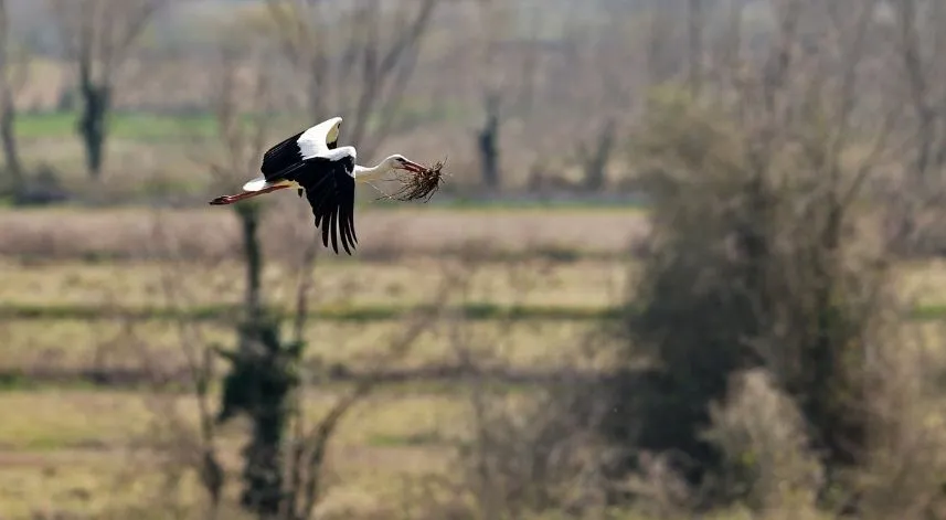 Kızılırmak Deltası'ndaki leylek popülasyonunda artış gözlemlendi
