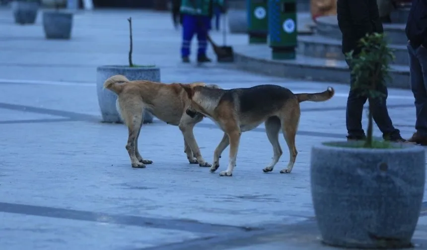 Rize'de 'Sahipsiz Hayvanları Koruma Birliği' kurulmasına izin verildi