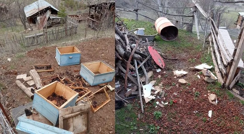 Kış uykusundan uyanan ayılar yayla evlerini talan etti