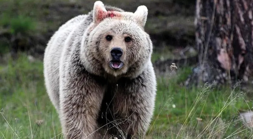 Ayılar lokantaya zarar verdi