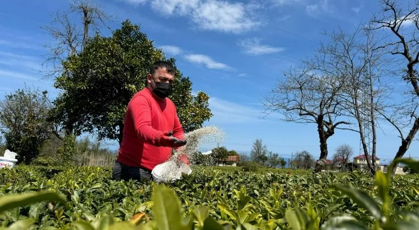Yaş çay fiyatı ne kadar olacak? İşte üreticinin beklentisi