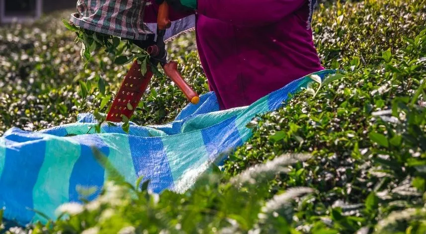 Çay toplarken dikkat edilmesi gerekenler