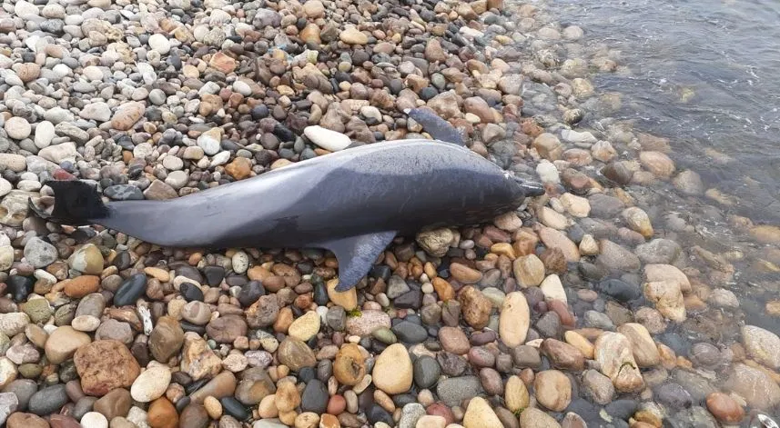 Ordu’da ölü yunus balığı sahile vurdu