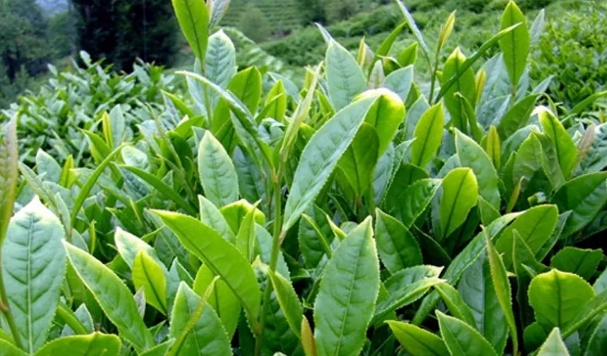 Rize'de çay üreticilerine öneri ve uyarılar