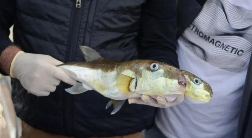 Balon balığı avlayanlara verilecek desteklere ilişkin usul ve esaslar belirlendi