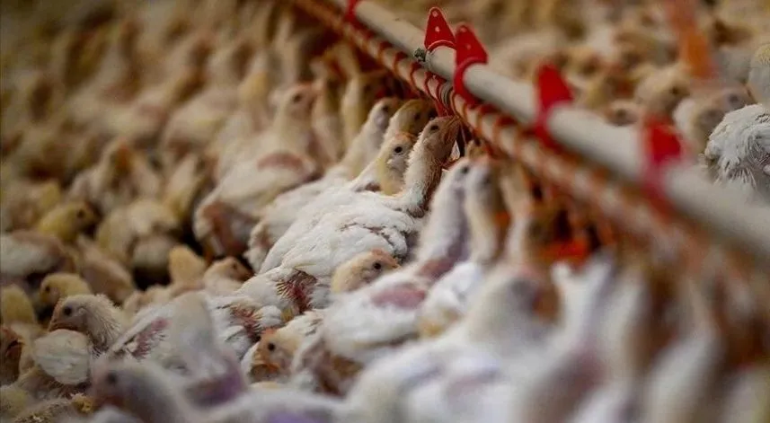 Böcek larvalarından alternatif balık ve tavuk yemi üretilecek