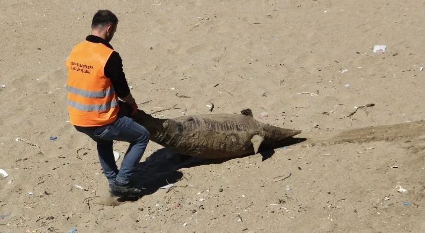 Ölü yunuslar karaya vurdu