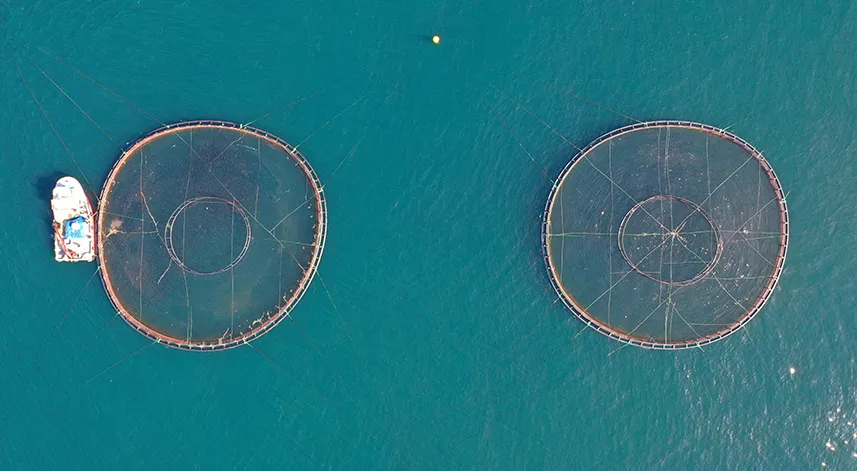 Türk somonu ihracatında hedef, pazar çeşitliliğini artırmak