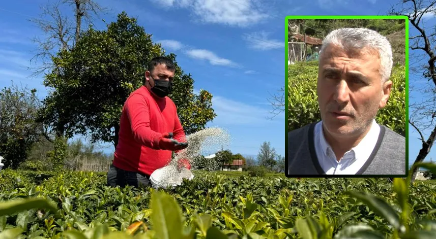 Çay üreticilerine 'budama' önerisi