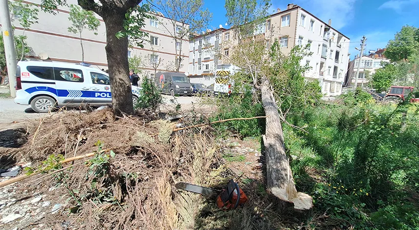 Kesilen ağaç elektrik telini koparıp bir aracın üzerine düştü