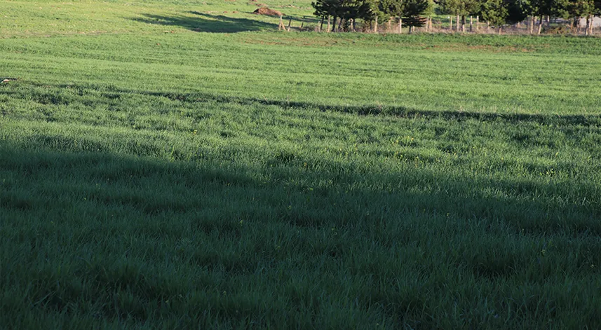 195 bin dekar alana hububat ekildi