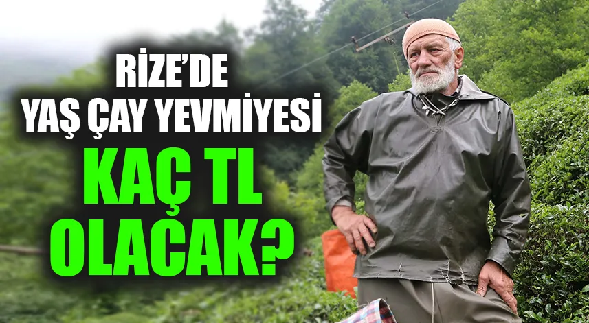 Rize’de yaş çay yevmiyesi ne kadar oldu?