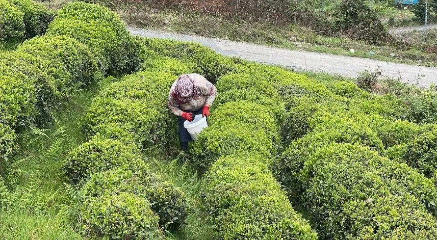 ÇAYKUR'dan üreticiye çağrı