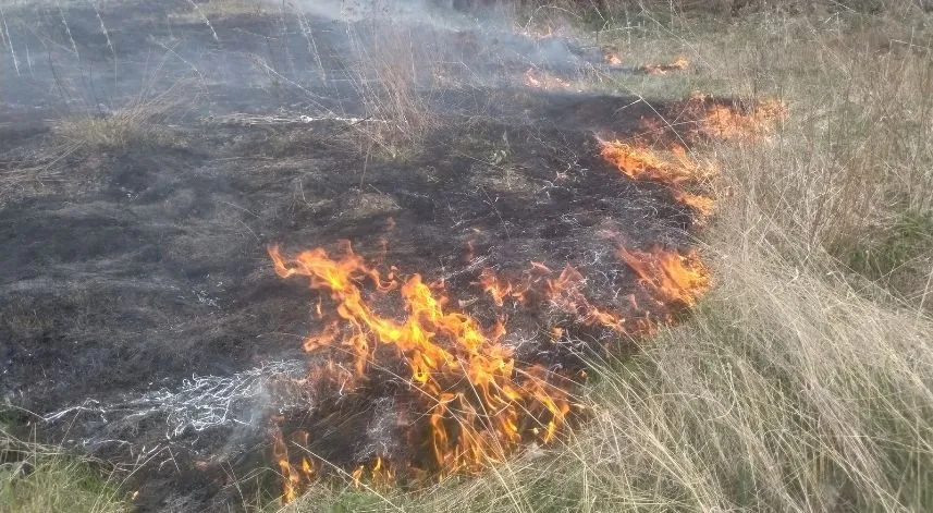 Otları temizlemek için yakılan ateş büyüyerek meyve ağaçlarına zarar verdi