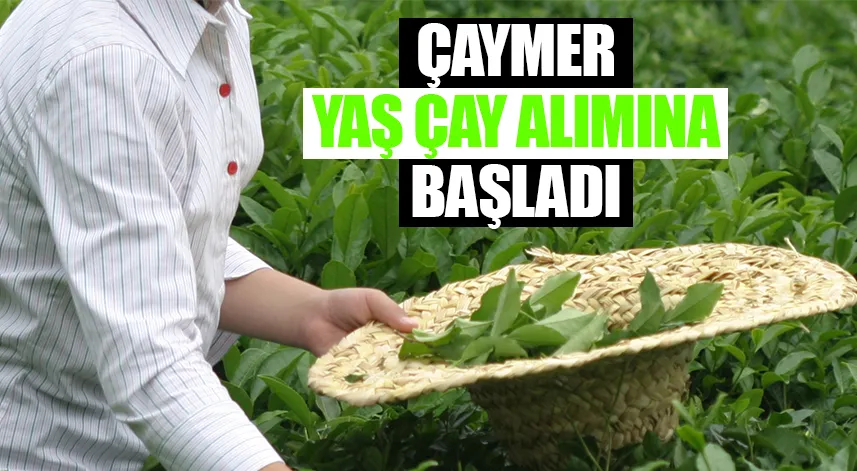 ÇAYMER, yaş çay alımlarına başladı