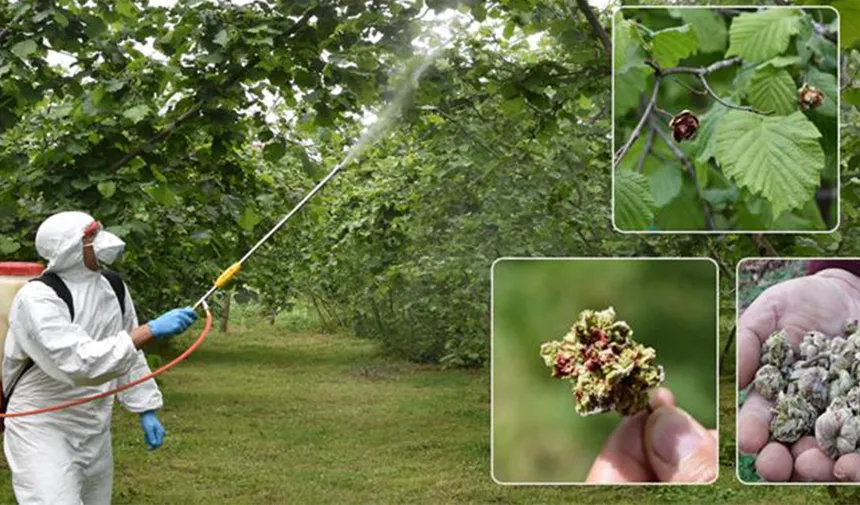 Fındıkta 'kozalak' uyarısı