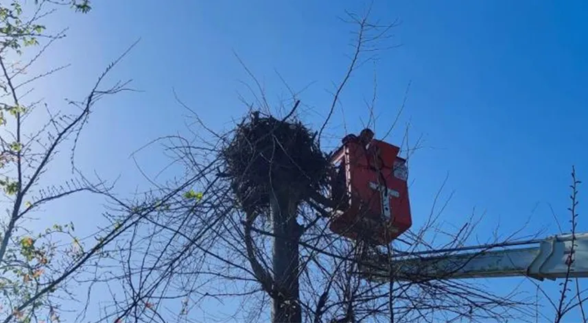 Yuvasına giremeyen leylek için ağaç budandı