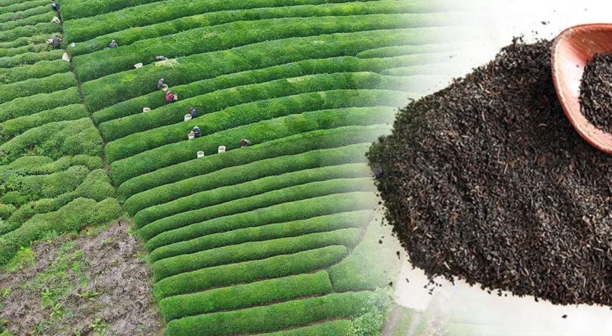 2023'te yaş çay alım fiyatı ve kuru çay zamları