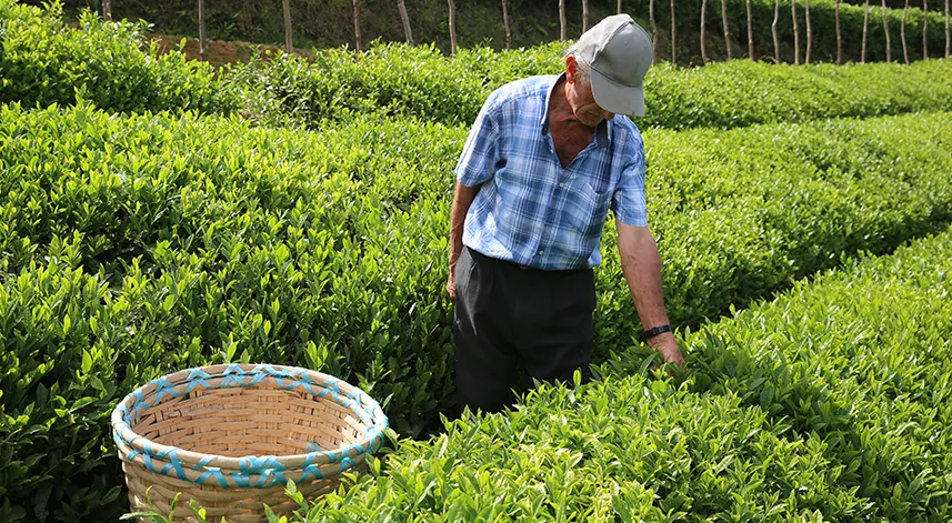 Yaş çay nasıl toplanır?