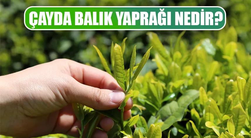 Çay tarımında balık yaprağı nedir? 