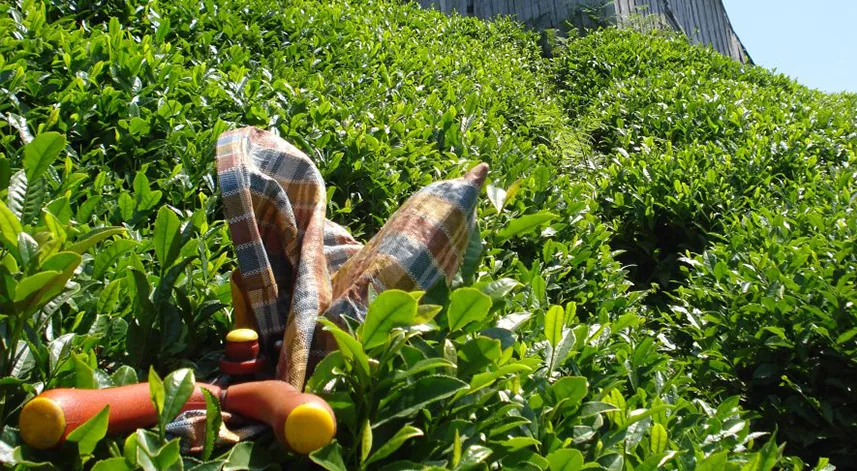 Ziraat Odası Başkanları, yaş çay fiyat teklifini açıkladı