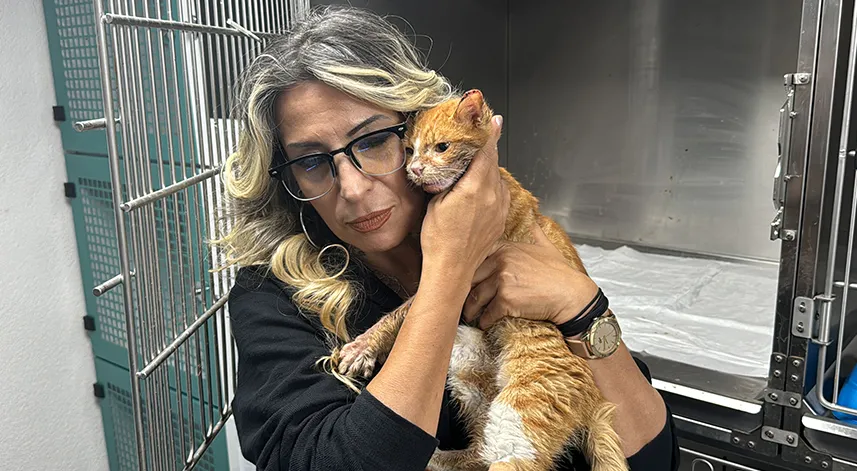 Çene kemiği kırılan sahipsiz kedi ameliyat edildi