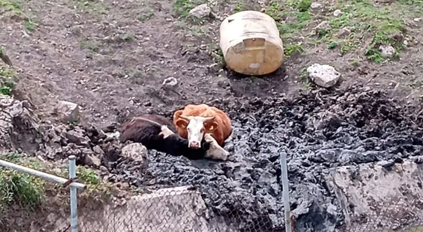 Çamurda mahsur kalan 2 inek iş makinesiyle kurtarıldı