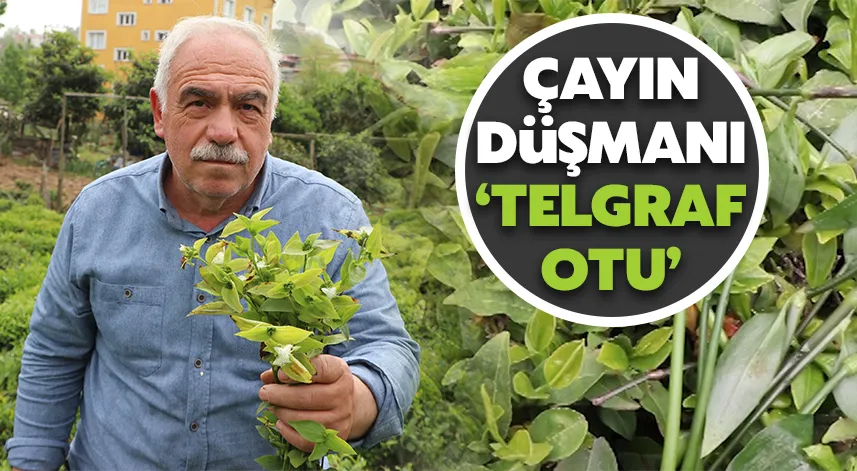 Çayın düşmanı: ‘Telgraf otu’