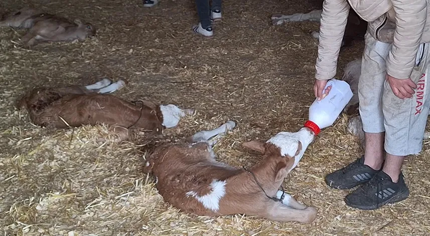 Ahırdaki 12 buzağı ile 1 oğlak saldırgan hayvanlarca öldürüldü
