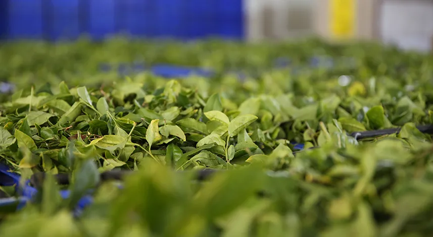 İşte yaş çay alım fiyatı için öngörülen fiyat