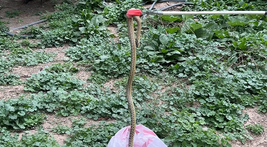 Evin bahçesinde yılan yakalandı