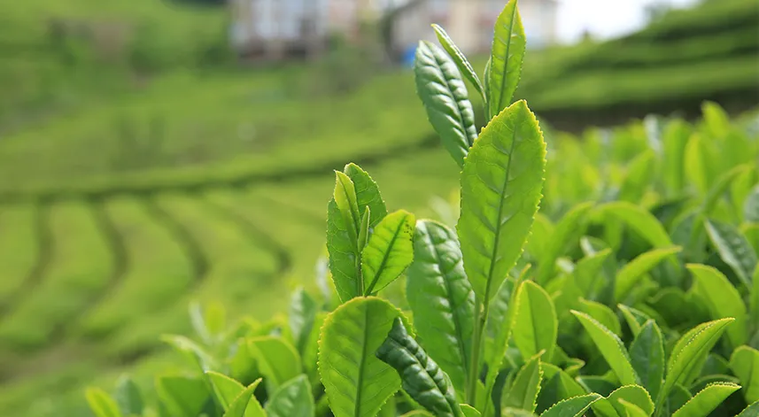 Yaş çay sezonu başlıyor