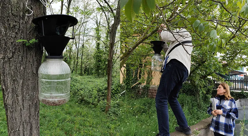 Kahverengi kokarcaya karşı ağaçlara tuzaklar asılıyor