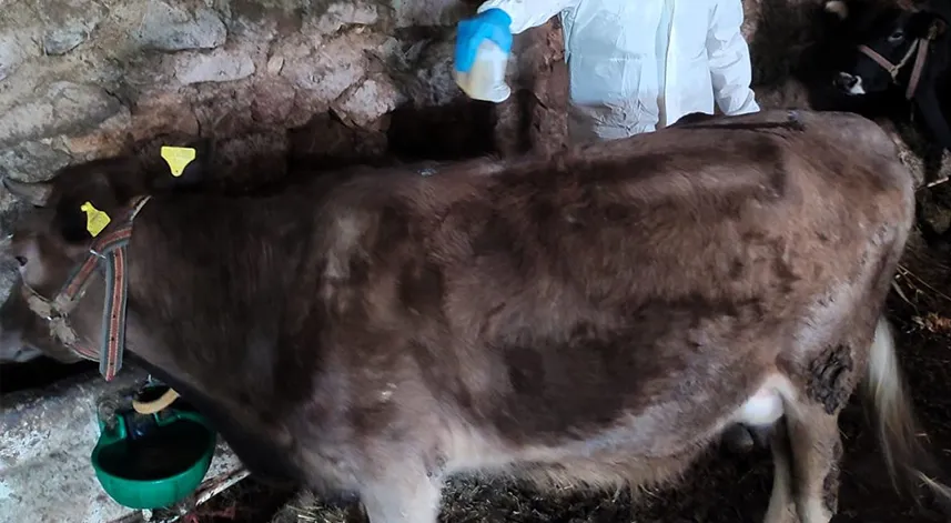 Keneye karşı 33 bin 314 büyükbaş hayvan ilaçlandı