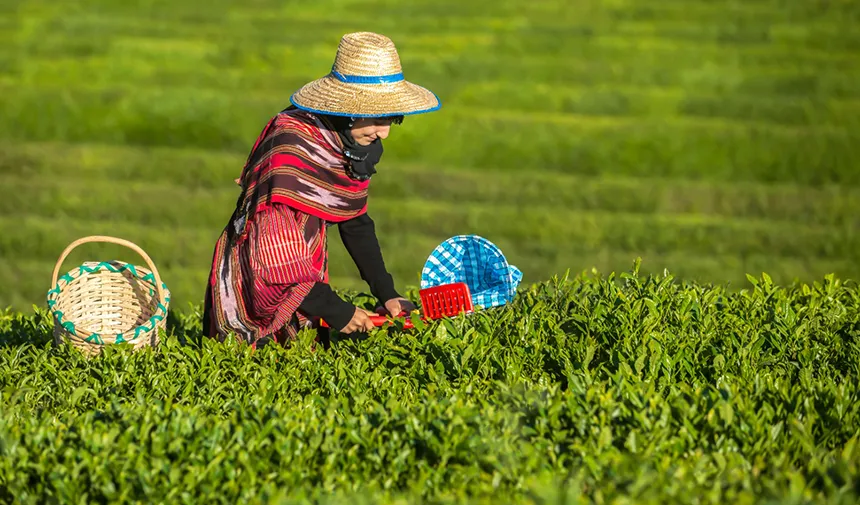 ÇAYKUR'da 2024 yaş çay sezonu yarın başlayacak