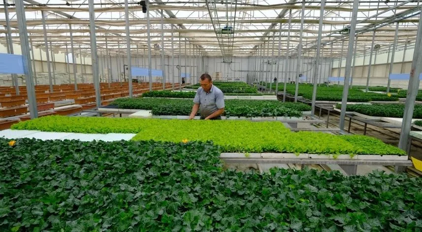 TOGÜ'de üretilen fidelerin satışı başladı