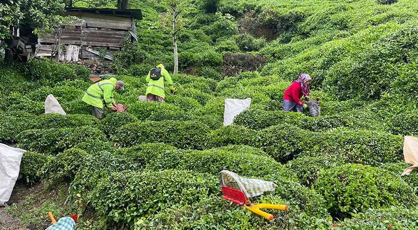 Doğu Karadeniz’de 2024 yılı yaş çay sezonu açıldı