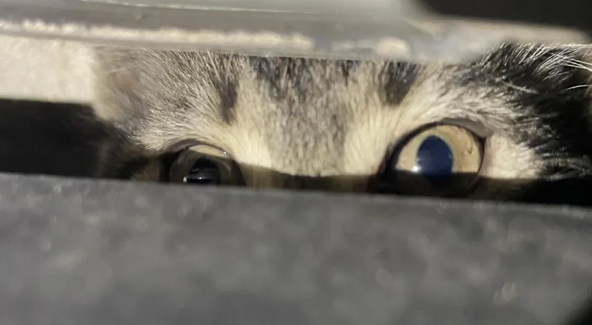 Otomobilin motoruna sıkışan kedi yavrusu kurtarıldı