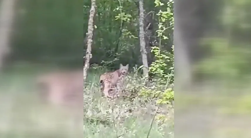 Karabük'te vaşak görüntülendi
