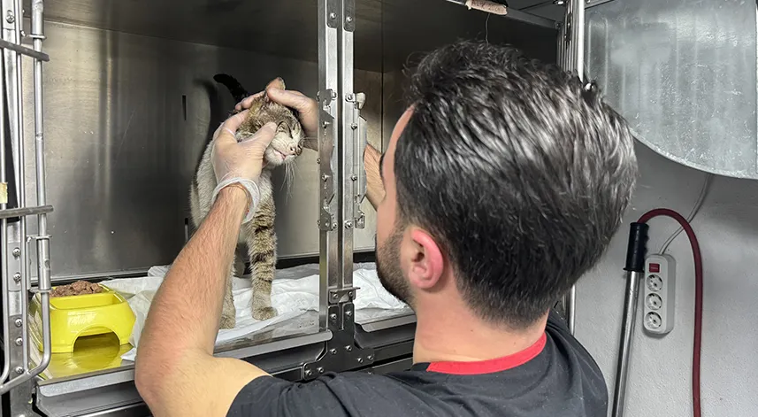 Veterinerin kapısına gelen sahipsiz hasta kedi tedaviye alındı