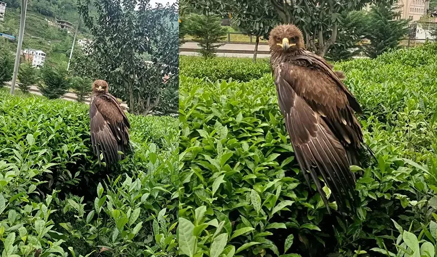 Uçamayan kara çaylak çay bahçesine tünedi